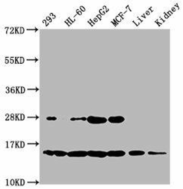 HIST1H2BC (Ab-20) Antibody (PACO59665)