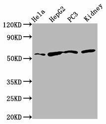 TTI2 Antibody (PACO60176)