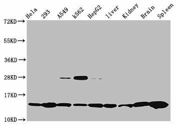 HIST1H2BC (Ab-12) Antibody (PACO60494)