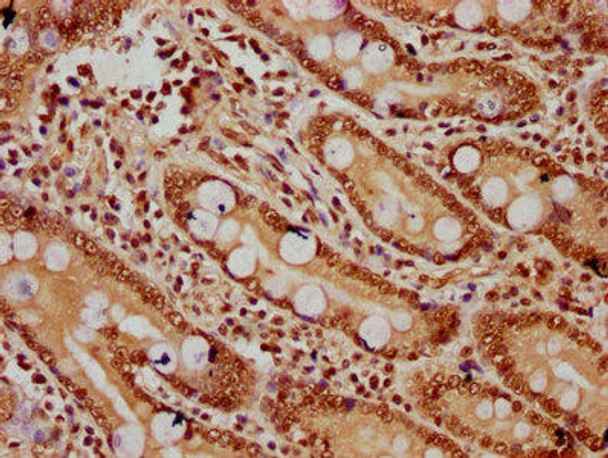HIST1H2BC (Ab-120) Antibody (PACO60527)