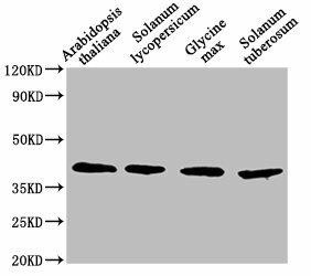 AOX1A Antibody (PACO62047)
