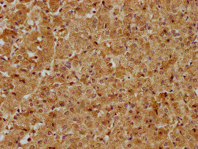 TBC1D25 Antibody (PACO62759)