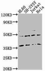 CASTOR2 Antibody (PACO63407)