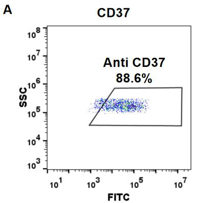 Naratuximab Biosimilar (Anti-CD37) Antibody (HDBS0046)
