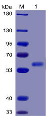 Human FLT3 Ligand Recombinant Protein (mFc-His Tag) (HDPT0033)