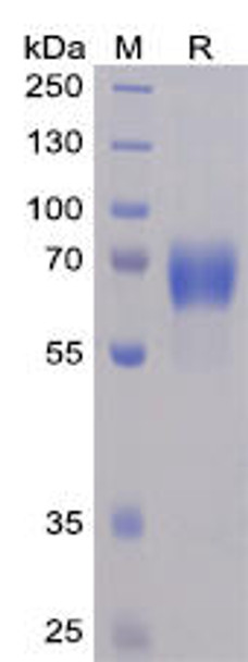Human NTB-A Recombinant Protein (mFc-His Tag) (HDPT0048)