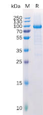 Human LAG3  Recombinant Protein (hFc Tag) (HDPT0146)
