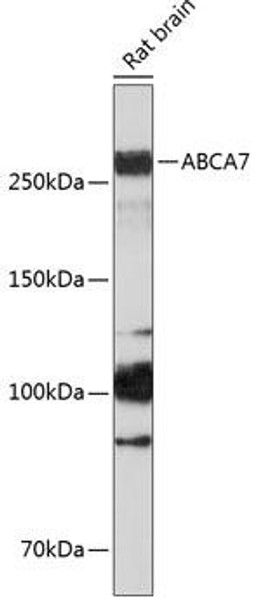 Anti-ABCA7 Antibody (CAB18280)