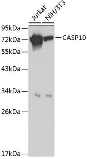 Anti-Caspase-10 Antibody (CAB0216)