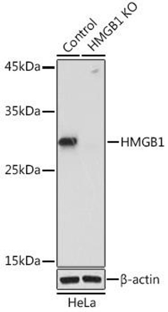 Anti-HMGB1 Antibody (CAB0719)[KO Validated]