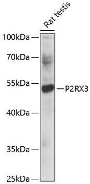 Anti-P2RX3 Antibody (CAB10232)