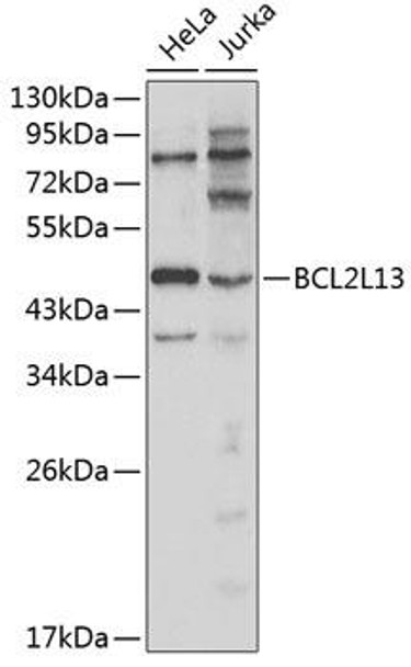 Anti-BCL2L13 Antibody (CAB1109)