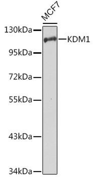 Anti-KDM1 Antibody (CAB1156)[KO Validated]