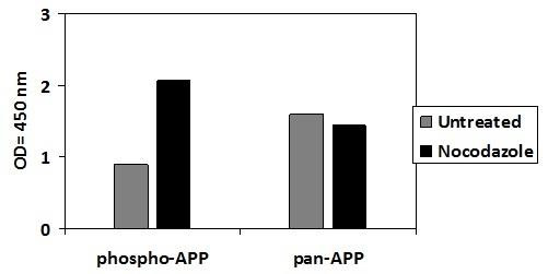 Human Phospho-APP (T668) PharmaGenie ELISA Kit (SBRS1749)