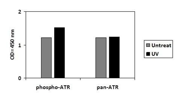 Human Phospho-ATM (S1981) and Total ATM PharmaGenie ELISA Kit (SBRS1754)