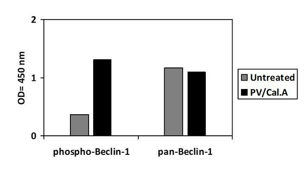 Human/Mouse/Rat Phospho-Beclin-1 (S234) and Total Beclin-1 PharmaGenie ELISA Kit (SBRS1762)