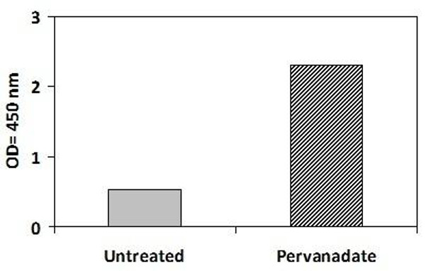 Human and Mouse Phospho-FRS2 (Y436) and Total FRS2 PharmaGenie ELISA Kit (SBRS1836)