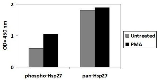 Human Phospho-HSP27 (S82) and Total HSP27 PharmaGenie ELISA Kit (SBRS1853)