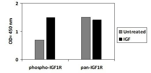 Human Phospho-IGF1R (Y1165/1166) (SBRS1855)