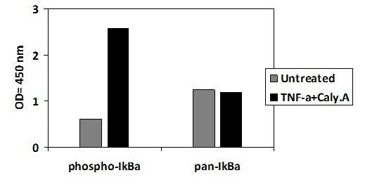 Human Phospho-I-kappa B alpha (S32) and Total I-kappa B alpha PharmaGenie ELISA Kit (SBRS1858)