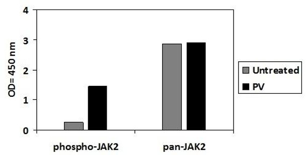 Human Phospho-JAK2 (Y1007/1008) and Total JAK2 PharmaGenie ELISA Kit (SBRS1871)