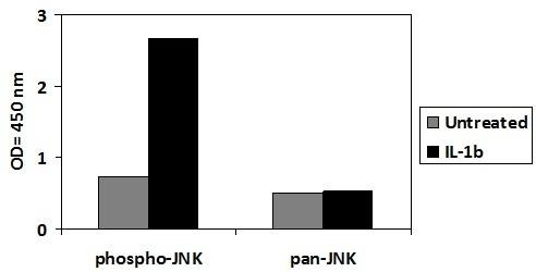 Human/Mouse/Rat Phospho-JNK (T183/Y185) PharmaGenie ELISA Kit (SBRS1872)
