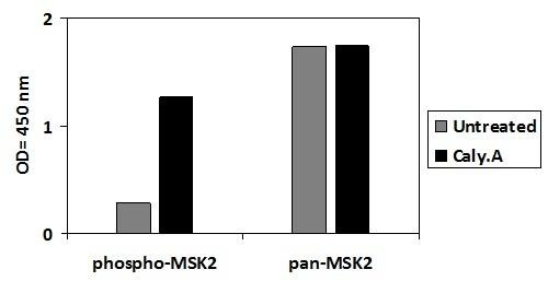 Human Phospho-MSK2 (S360)  & Total MSK2 PharmaGenie ELISA Kit (SBRS1905)