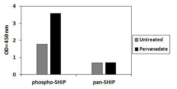 Human Phospho-SHIP1 (Y1020) and Total SHIP1 PharmaGenie ELISA Kit (SBRS1963)
