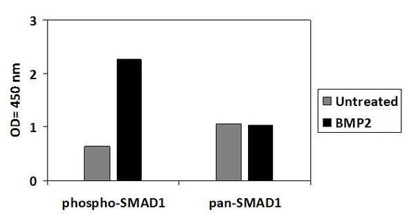 Human Phospho-SMAD1 (SER463/465) (SBRS1968)