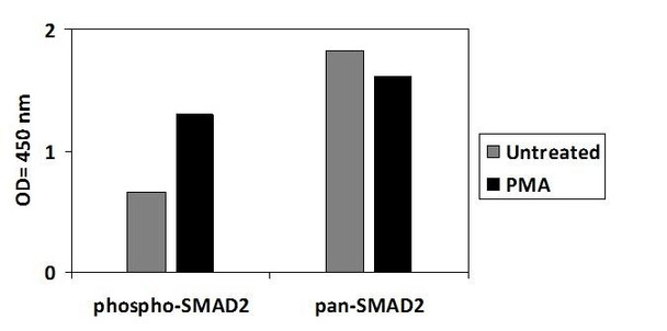 Human/Mouse/Rat Phospho-SMAD2 (SER245/250/255) and Total SMAD2 (SBRS1971)