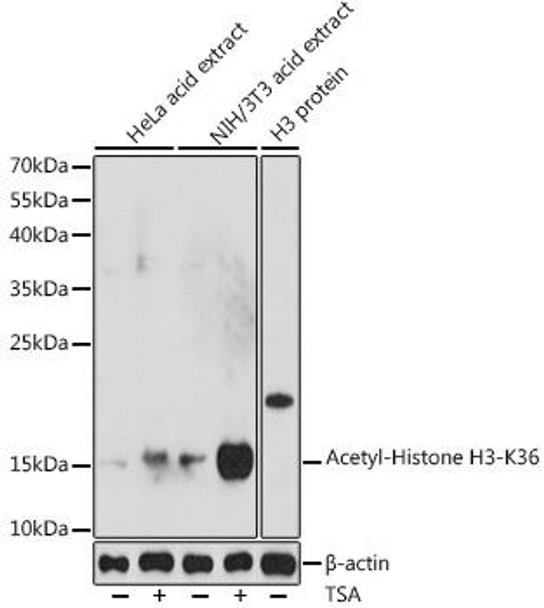 Anti-Acetyl-Histone H3-K36 Antibody (CAB16077)