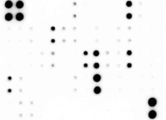 Mouse Apoptosis Signaling Pathway Array (17 targets) (SARB0074)