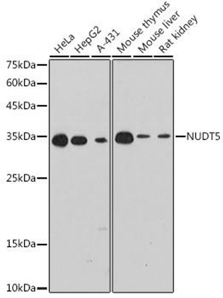 NUDT5 Rabbit Monoclonal Antibody (CAB0609)
