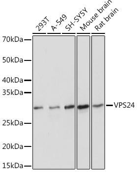 VPS24 Rabbit Monoclonal Antibody (CAB0941)