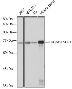 TUG Rabbit Monoclonal Antibody (CAB1396)