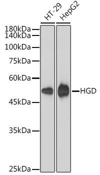 HGD Rabbit Monoclonal Antibody (CAB1400)