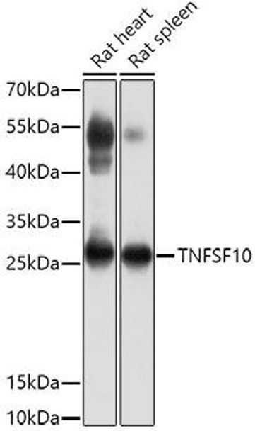 Anti-TNFSF10 Antibody (CAB2138)