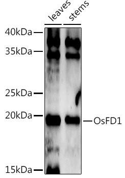 OsFD1 Rabbit Polyclonal Antibody (CAB19175)