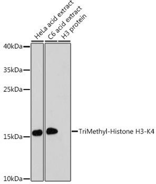 Anti-TriMethyl-Histone H3-K4 Antibody (CAB2357)