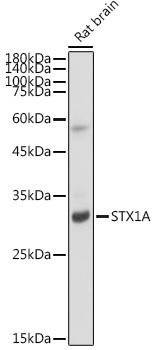 STX1A Rabbit Monoclonal Antibody (CAB19243)