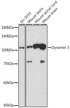 Dynamin 3 Rabbit Monoclonal Antibody (CAB19260)