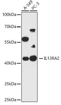 IL13RA2 Rabbit Polyclonal Antibody (CAB19318)