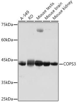 COPS3 Rabbit Monoclonal Antibody (CAB19584)