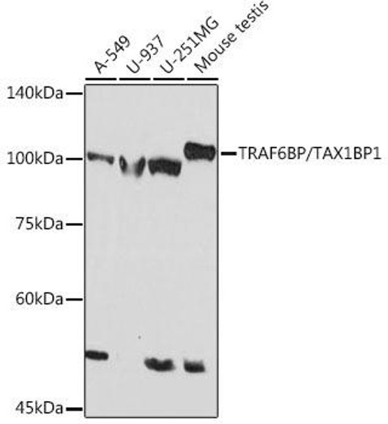 TRAF6BP/TAX1BP1 Rabbit Monoclonal Antibody (CAB19587)