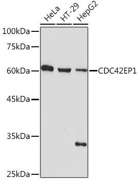 CDC42EP1 Rabbit Monoclonal Antibody (CAB19731)