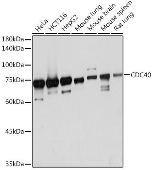 CDC40 Rabbit Monoclonal Antibody (CAB19794)