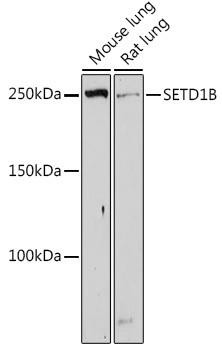 SETD1B Rabbit Polyclonal Antibody (CAB20155)