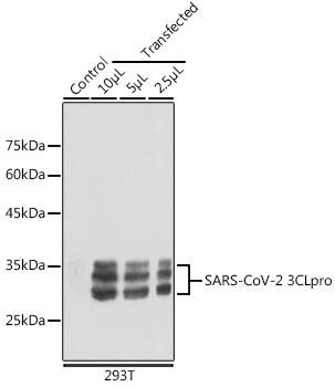 SARS-CoV-2 3CLpro Rabbit Polyclonal Antibody (CAB20198)