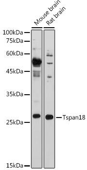 Tspan18 Polyclonal Antibody (CAB20275)