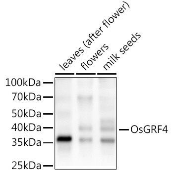 OsGRF4 Rabbit Polyclonal Antibody (CAB20348)